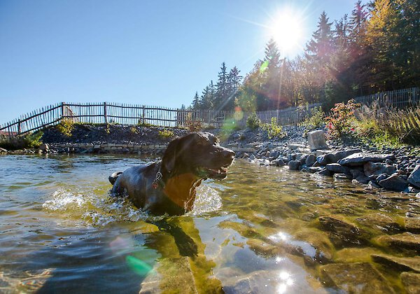 Hotel mit Hundebadeteich im Bayerischen Wald